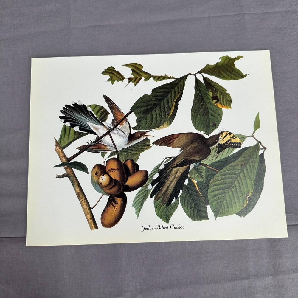 1950 Vintage Print Yellow Billed Cuckoo American Bird Art Illustration Audubon